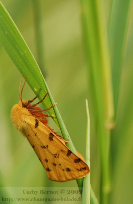 ecaille-pourpre-macro-papillon-nocturne-orange-lepidoptere-champagne-ardenne