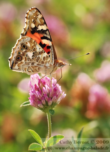 papillon-migration-vanesse-cardui-belle-dame-chardon