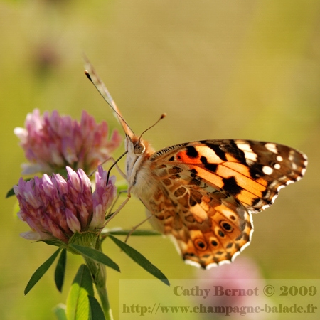 papillon-migration-vanesse-cardui-belle-dame-chardon-2-generation