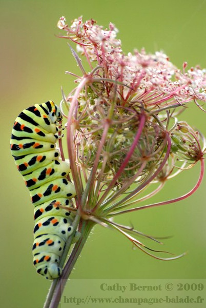 photo de chenille machaon sur une fleur de carotte sauvage
