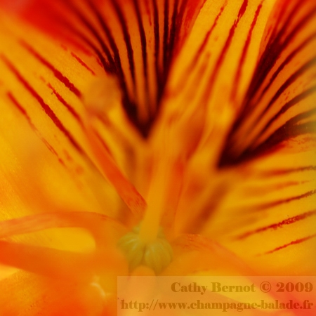 photo de fleur comestible au jardin: graine de capucine photo de fleur comestible au jardin: graine de capucine