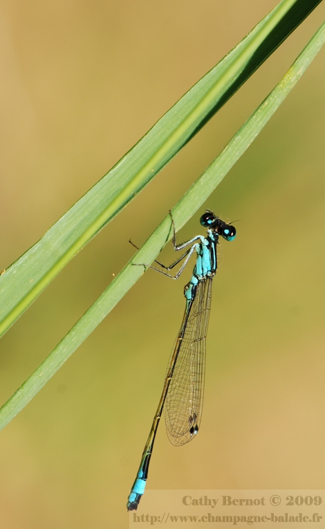 Macro nature dans les marais, photo de libellules et demoiselles: un agrion bleu libellule demoiselle un agrion bleu macrophotographie