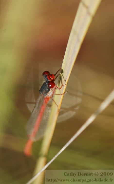 photo macro odonate rouge aux patis du mesnil et d'oger: le ceriagrion tenellum photo macro odonate rouge aux patis du mesnil et d'oger: le ceriagrion tenellum