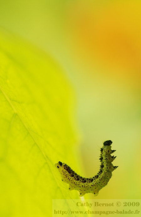 Photo macro de chenille (papillon blanc piéride) sur feuille de capucine Photo macro de chenille (papillon blanc piéride) sur feuille de capucine