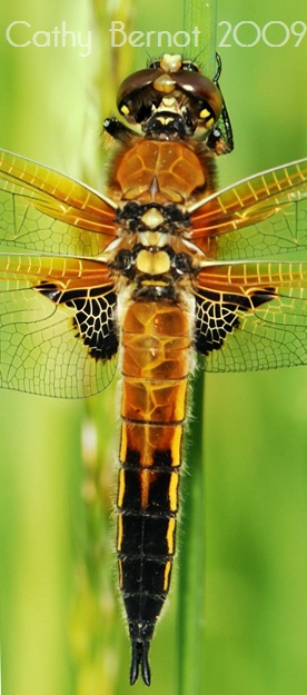 Une libellule à quatre taches (libellula quadrimaculata) inspiration Klimt