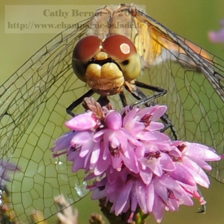 Nikon D300 et macrophotographie 105: libellule sur bruyère en fleur - recadrage sur les yeux Nikon D300 et macrophotographie 105: libellule sur bruyère en fleur - recadrage sur les yeux