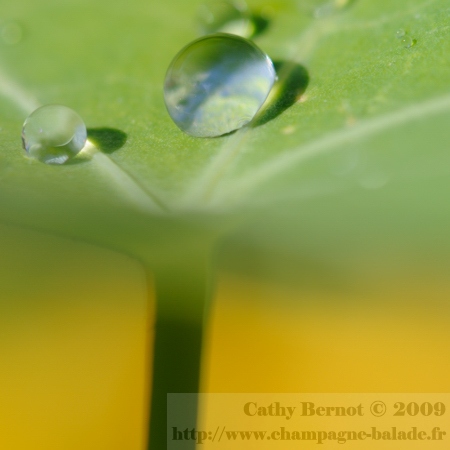 Photo de goutte d'eau au jardin: pluie sur capucine