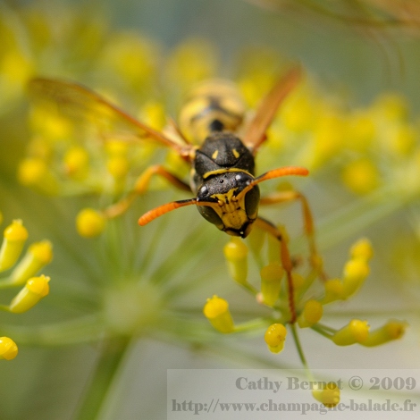 Photo d'insecte au jardin: guêpe sur fleur jaune de fenouil officinal