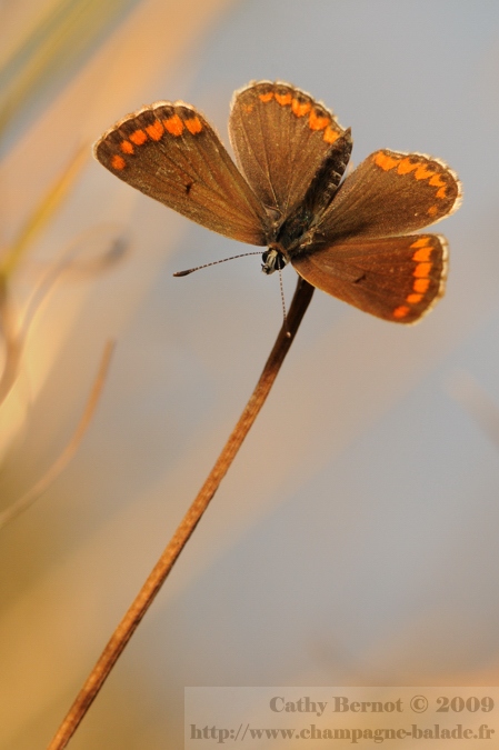 Un papillon orange contrejour et photo nature - Macrophotographie D300 et 105mm
