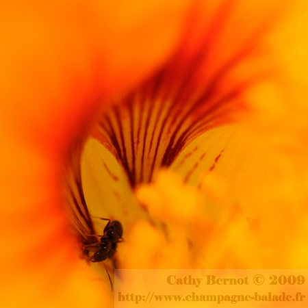 Au coeur d'une fleur de capucine, fourmi et puceron - macro au jardin biologique