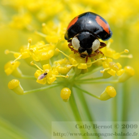 coccinelle asiatique noire à points rouges Elles rentrent dans les maisons