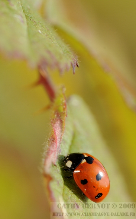 coccinelle à sept points (coccinella septempunctata) sur feuille d'automne