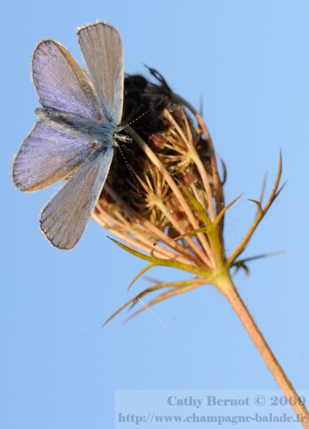 Photo macro de papillon bleu lycene azuré et ombre portée