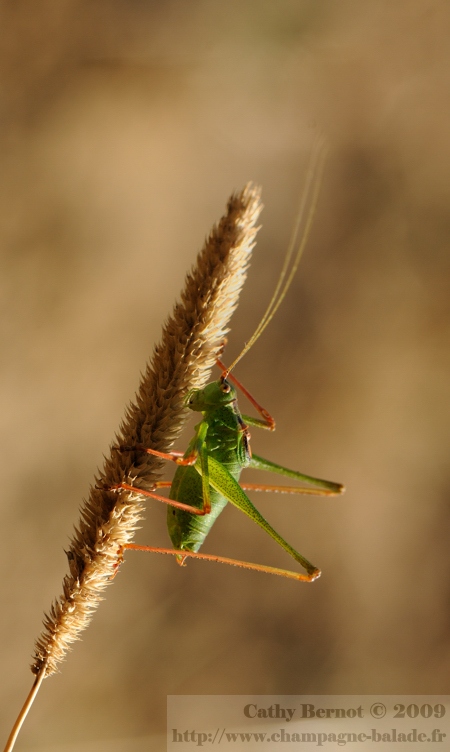 Sauterelle ponctuée sur graminée Photo macro orthoptère Leptophyes punctatissima