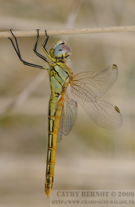 Une libellule d'octobre en jaune et bleu Macrophotographie odonate champagne-ardenne