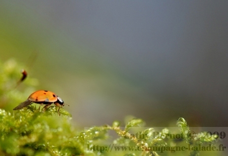 photo de coccinelle asiatique sur un brin de mousse en forêt