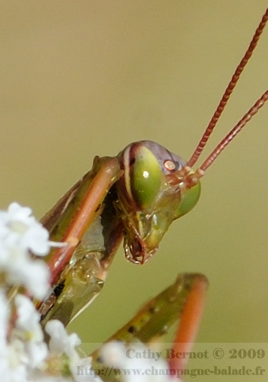 Mante religieuse recadrage et gros plan sur les yeux de l'insecte
