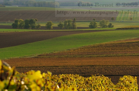 Paysage d'automne: photographie du vignoble champenois