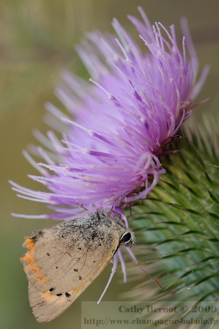 Photo macro de petit papillon d'automne sur fleur de chardon marie violet