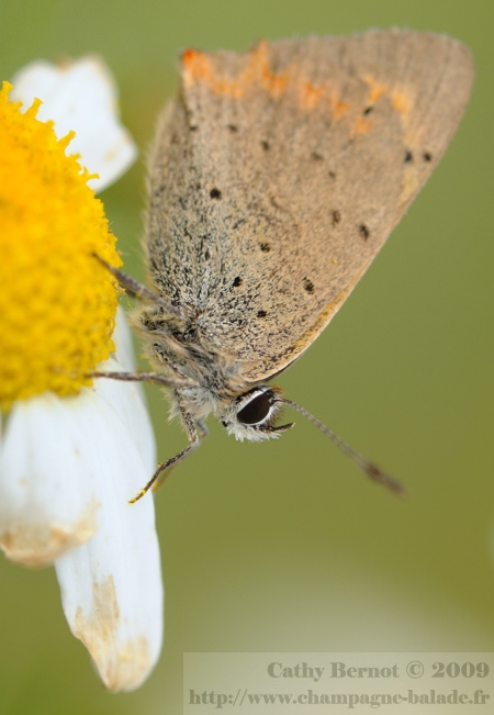 Un petit papillon lycène sur fleur blanche de matricaire fausse camomille