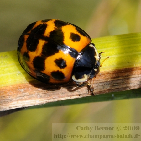 Coccinelle asiatique (harmonia axyridis) d'automne: couleur orange à points noirs