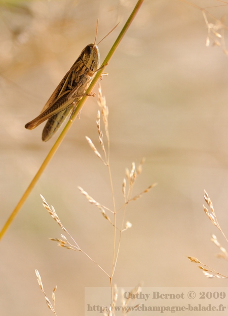 Criquet et graminées d'automne: photo d'orthoptère en champagne ardenne