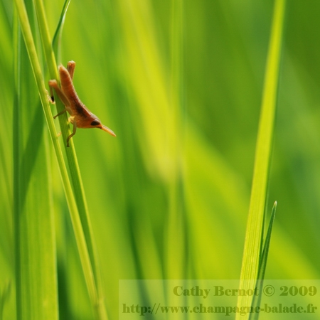 Photo macro de criquet immature à contrejour dans les herbes