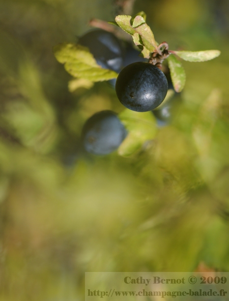 Photo de prunelle dans le flou