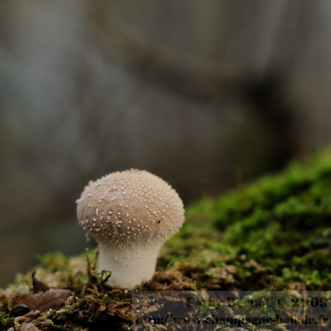Vesse de loup perlée: photo et récolte de champignon blanc comestible jeune