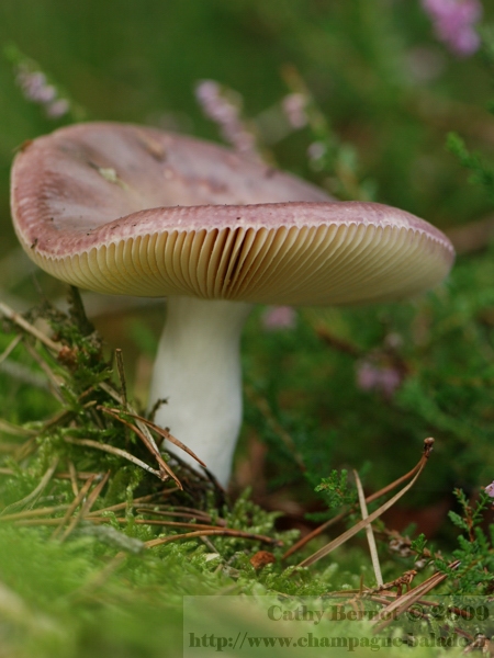 Photo de champignon: une russule (charbonnière?) sous une bruyère