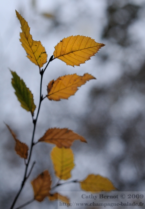 Photo de feuilles d'automne dans la brume