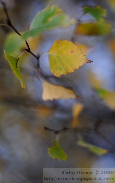 Balade en forêt, photo de feuille d'arbre en automne