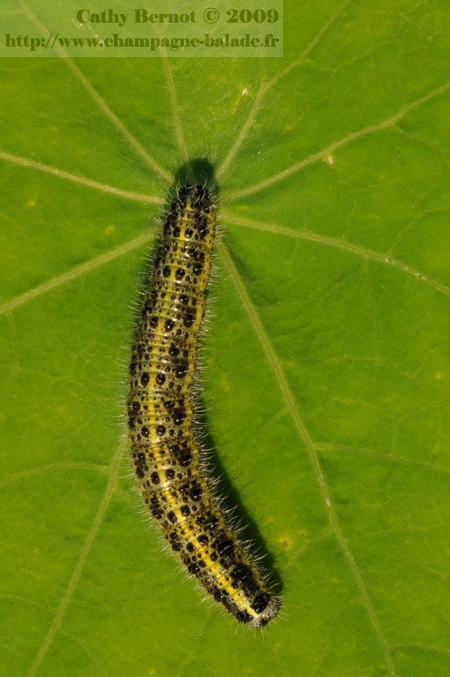 Chenille au jardin potager: piéride dans les capucines