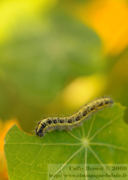 Photo macro de chenille de papillon piéride dans le massif de capucines