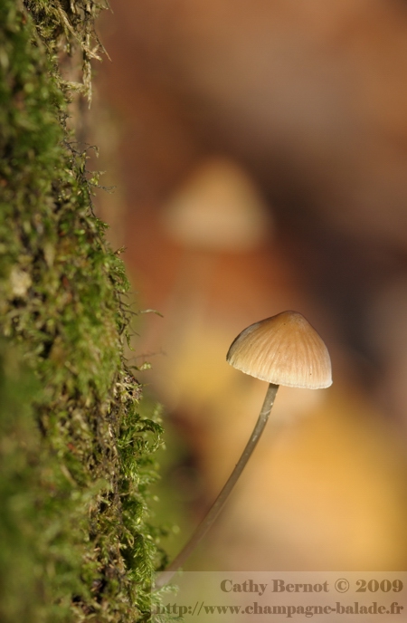 Photo de champignon et mousse en forêt
