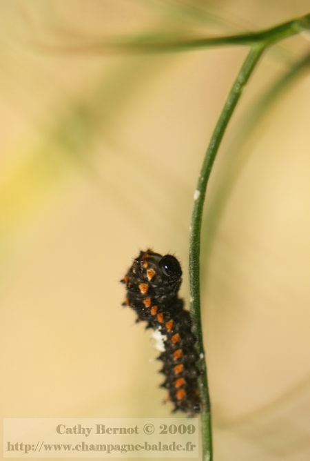 Petite chenille machaon encore noire sur plante hôte fenouil