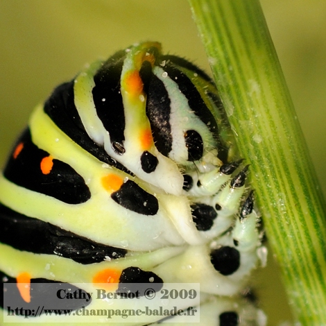Gros plan sur la tête d'une chenille machaon Recadrage