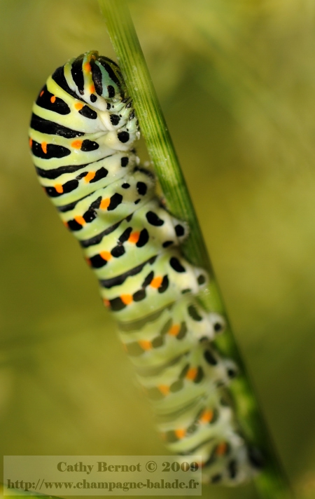 Macrophotographie 2009 chenille machaon sur plante hôte fenouil