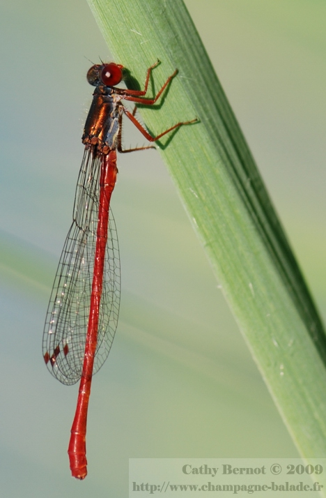 Agrion délicat mâle photo et observation en Champagne Ardenne