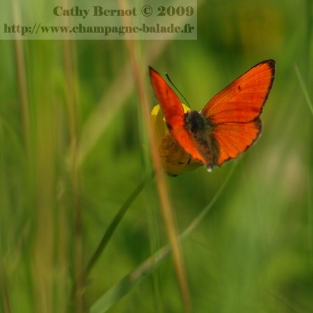 Photo de papillon cuivré des marais orange champagne ardenne