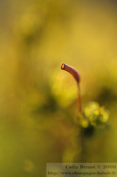 Macrophotographie de mousse: un petit détail à contrejour dans un nuage de flou