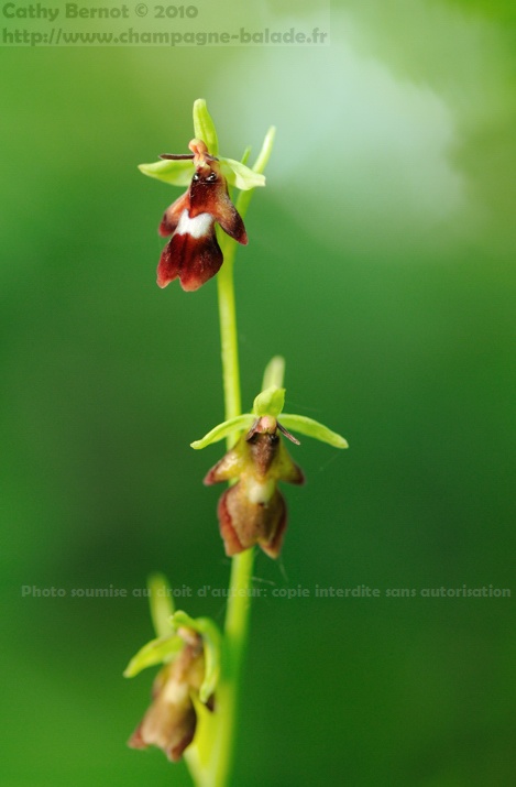 Photo macro orchidée ophrys mouche