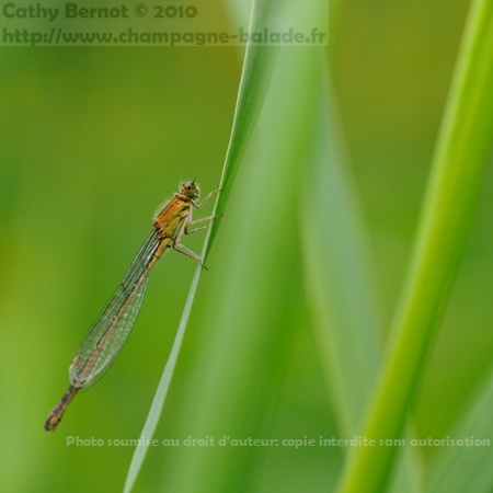 Agrion nain émergeant (ischnure naine)