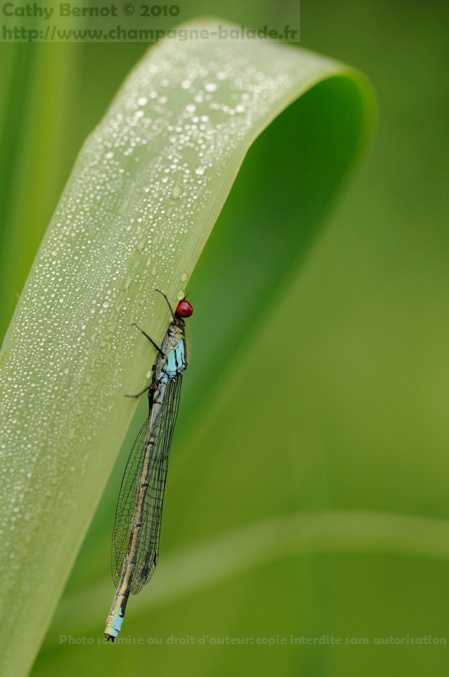 Libellule naiade aux yeux rouges (erythromma najas - zygoptère)