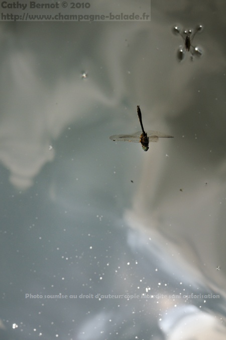 libellule patrouilleur en vol ciel étoilé