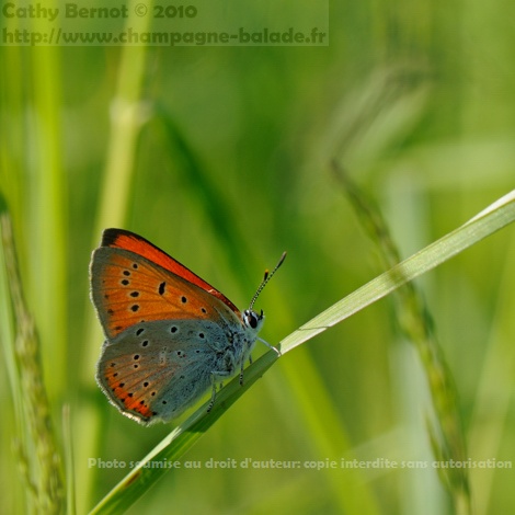 Papillon cuivré des marais thersamolycaena dispar