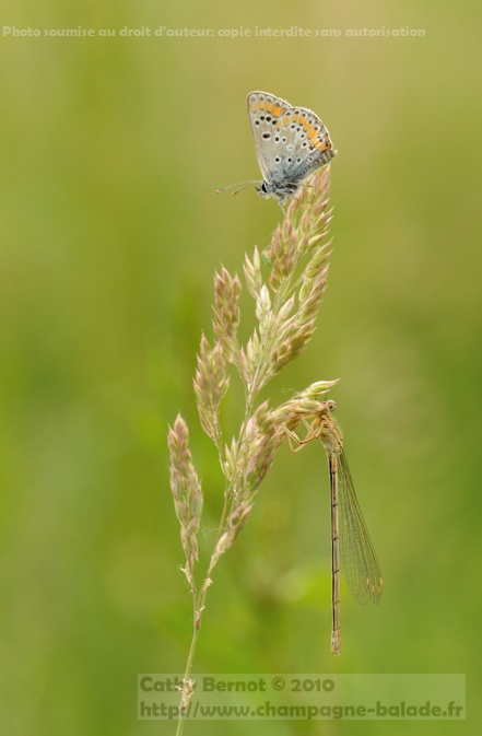 Libellule et papillon sur une graminée Libellule et papillon sur une graminée