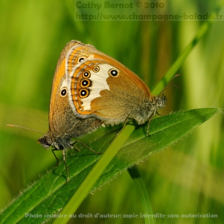 Accouplement papillon céphale coenonympha arcania satyrinae