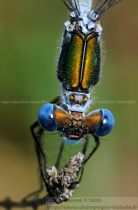 Yeux bleus d'une libellule (macrophotographie leste sponsa - odonate) Gros plan sur les yeux bleus d'une libellule: leste fiancé