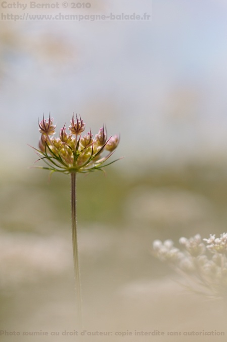 une fleur blanche de carotte sauvage sort d'un nuage une fleur blanche de carotte sauvage sort d'un nuage